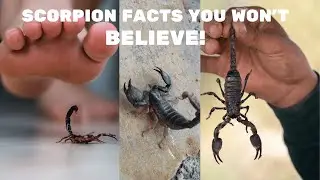 Facts about Scorpion, you won't believe!