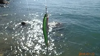 [Vol. 64] Rapala XR8 and Reidy's Lures Junior B52 are very Barramundi lures.