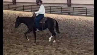 Shes A Real Animal &ndash; 2023 AQHA sorrel/liver chestnut mare