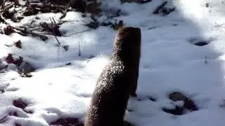 North American Mink In The Wild