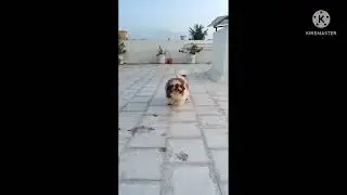 SHIHTZU CUTE PUPPY ❤️❤️❤️