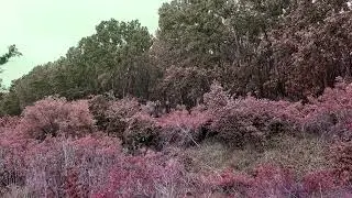 Wilhelm Lyons - Red Leaves (Autumn Ambient)