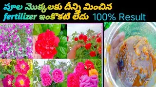 npk fertilizer for plants | Best fertilizer for flowering plants