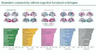 OHBM 2025 | Symposium | Justine Hansen | Integrating brainstem and cortical functional architectur&hellip;
