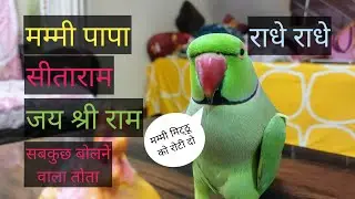 Parrot talking mummy papa 🌷 Parrot talking radhe radhe 💖 राधे राधे बोलने वाला मिट्ठू 😱 Parrot sound