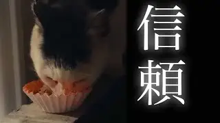 地域猫カッパが、初めて目の前でご飯を食べた日／白黒の3匹が、初めて揃った【#野良猫 #地域猫 #ねこ 】