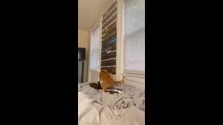 Sneaky Cat Initiates A Sudden Attack On His Cat brother