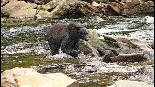 Neets Bay Bear Photo Show   Ketchikan AK