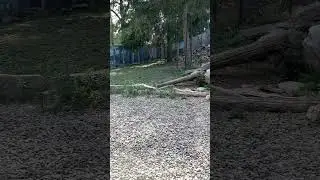 cougars at pennscave wildlife tour