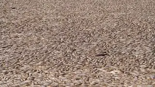 Why Are There Millions of Dead Fish in Australia?