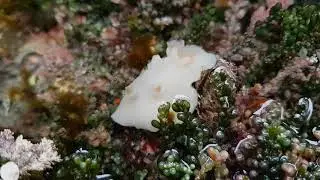 Atagema carinata sea slug