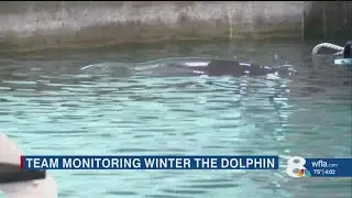 Winter the Dolphin fighting health issue