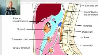 Anatomy GIT Module in Arabic 57 ( Peritoneum 3, lesser sac ) , by Wahdan