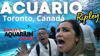 Acuario de Ripley en Canad&aacute;. Recorrido completo . Qu&eacute; hacer en Toronto, CANADA
