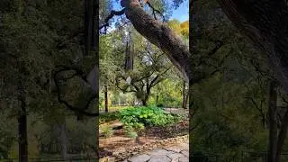 Austin&rsquo;s Hidden Oasis 🌿 Zilker Garden #garden #nature