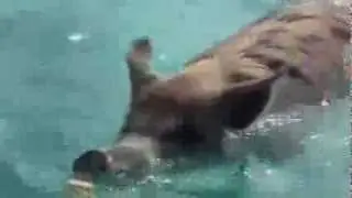 Leitura Din&acirc;mica: Porcos nadadores habitam ilha nas Bahamas