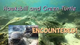 Hawksbill and Green Turtle encounter.Oceanesse I.D,Scuba diving,Scuba diver