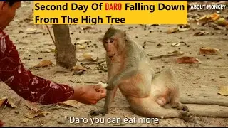 Second Day Of Monkey Daro Falling Down From The High Tree, He Wants To Climb, Walk Jump But He Can't