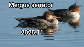 ウミアイサ (Mergus serrator) / Red-breasted merganser / 公園のカモ 江戸川放水路 / 2025年11月