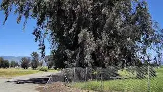 Loma Linda Old Swap Meet / Drive In Movie Theater