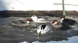 smew
