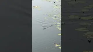 How snakehead attack frog lure