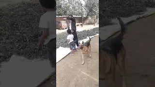 tia learn air gun