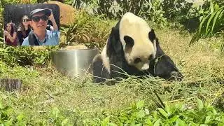 Macau Giant panda pavilion 🌍