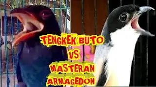 MASTERAN TENGKEK BUTO MIX ARMAGEDON NEMBAK PANJANG MUDAH DITIRU UNTUK CENDET CUCAK IJO KACER MURAI !
