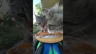 HUCAT Feeding #11: Helping Lost and Stray Cats Worldwide | Cat Rescue Mission