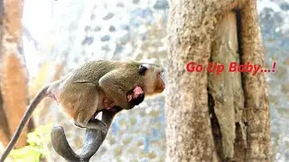 Young Mother Monkey Try to Escape Away from the Bad Situation, Less Caring for First for Mother