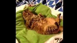 Laid Back Cat