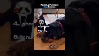 Ranking Funniest Dog Scares of 2025 #shorts #dogs #funny