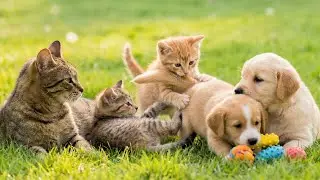 Beautiful kittens playing with puppies in a vast meadow - Video of cats meowing