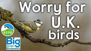 Big Garden Birdwatch 2023 - Worry over decline of bird sightings