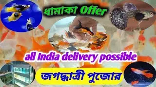 Fish price update October | জগদ্ধাত্রী পুজো ধামাকা অফার | #utshaaqua 