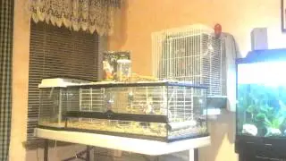 Tiny singing