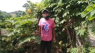 Halamang Gamot: Higad Higaran