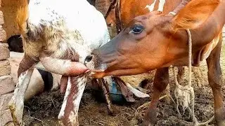 goat milk process in a village latest video 🤩