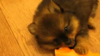 Мой маленький шпиц - кусака  Максимилиан 1,5 месяца