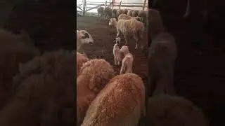🐑🐑agnello pecora lamb sheep cat dog pollo cane gatto videos uteka