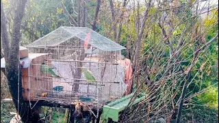 Green Ringneck parrot early breeding signs | First breed | Female Box checking |