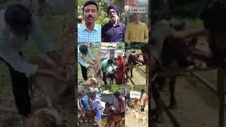 World Veterinary Day | Reliance Foundation Celebrates Veterinarians