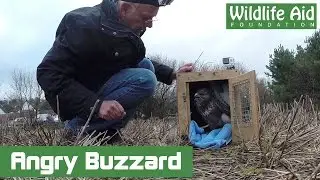 Feisty Buzzard wants to be free! - GoPro Animal Release