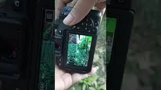 #canon 800d setting #shorts #photography #camera #travel with me