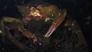 Northern Kelp Crab (Bob Creek, Oregon)