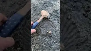 Millions of Year old fossil shell shows amazing detail 🔨😮