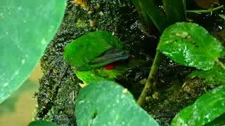 Blaukr&ouml;nchen (Loriculus galgulus) Blue-crowned hanging parrot Zoo Sch&ouml;nbrunn Serindit Lumix dc-fz82