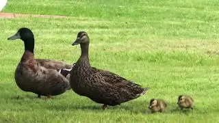 ducks and ducklings crossing the road