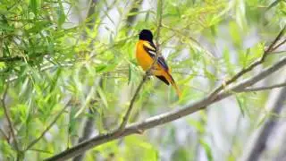 Baltimore Oriole singing